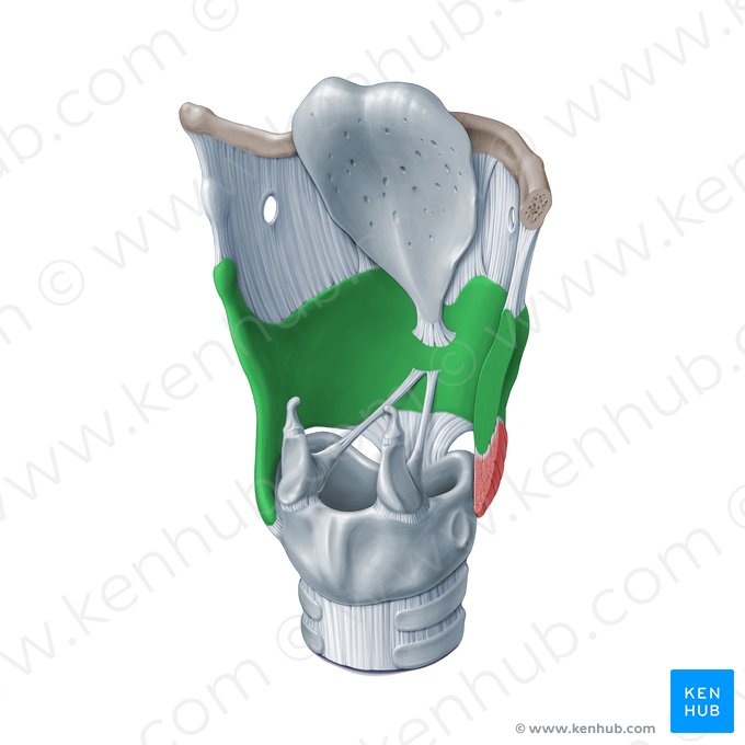 Cartilagem tireóidea (Cartilago thyroidea); Imagem: Paul Kim