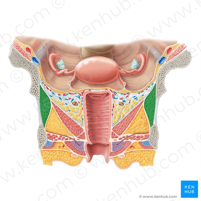 Músculo obturador interno (Musculus obturatorius internus); Imagem: Samantha Zimmerman