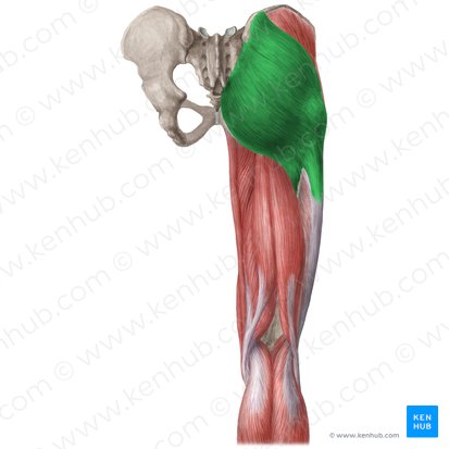 Músculo glúteo mayor (Musculus gluteus maximus); Imagen: Liene Znotina