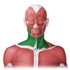 Anterior neck muscles