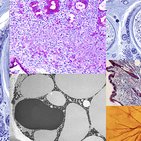 Basic histological staining methods