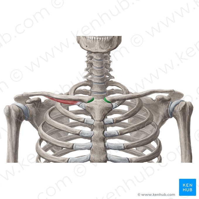 Sternal articular surface of clavicle (Facies articularis sternalis claviculae); Image: Samantha Zimmerman