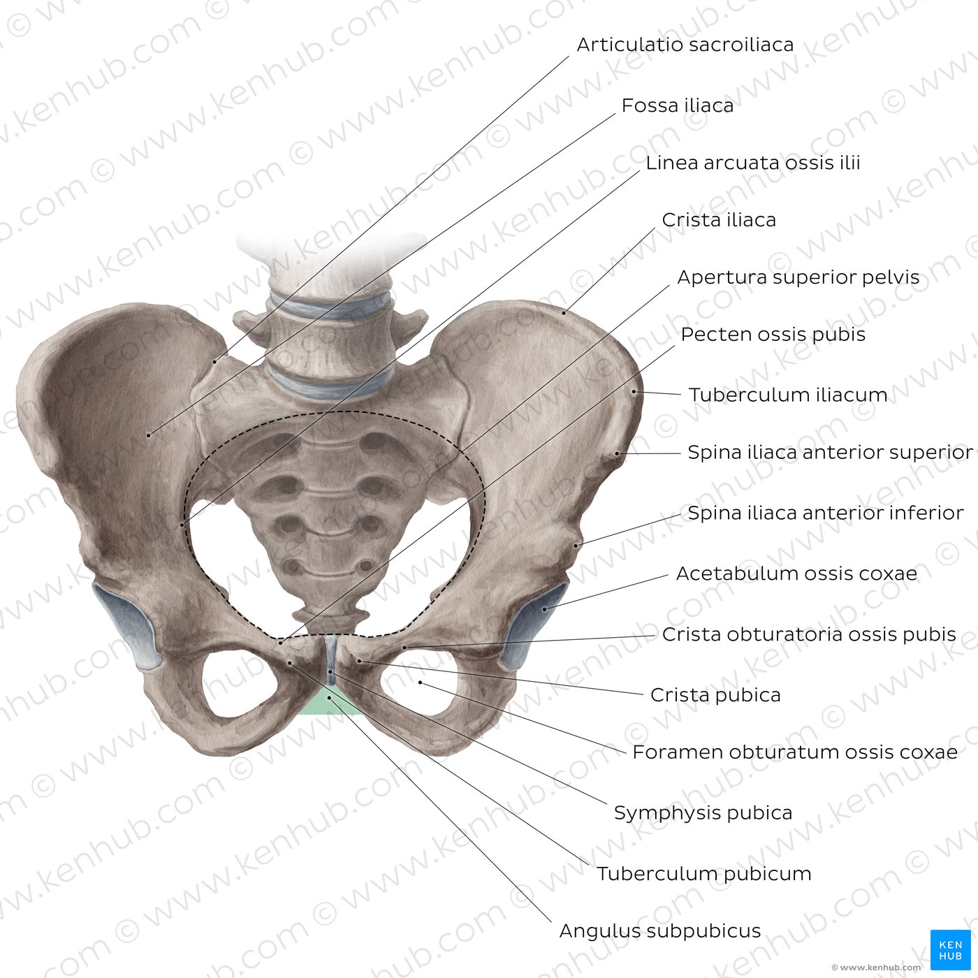 Pelvis