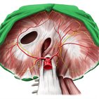 Thoracic cage 