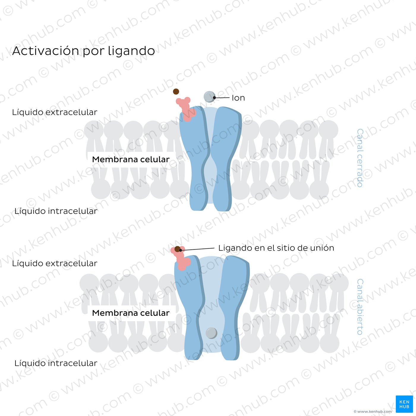 Ligand-gated ion channels