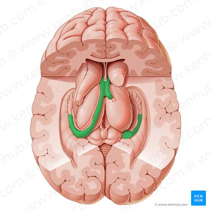 Fornix; Image: Paul Kim