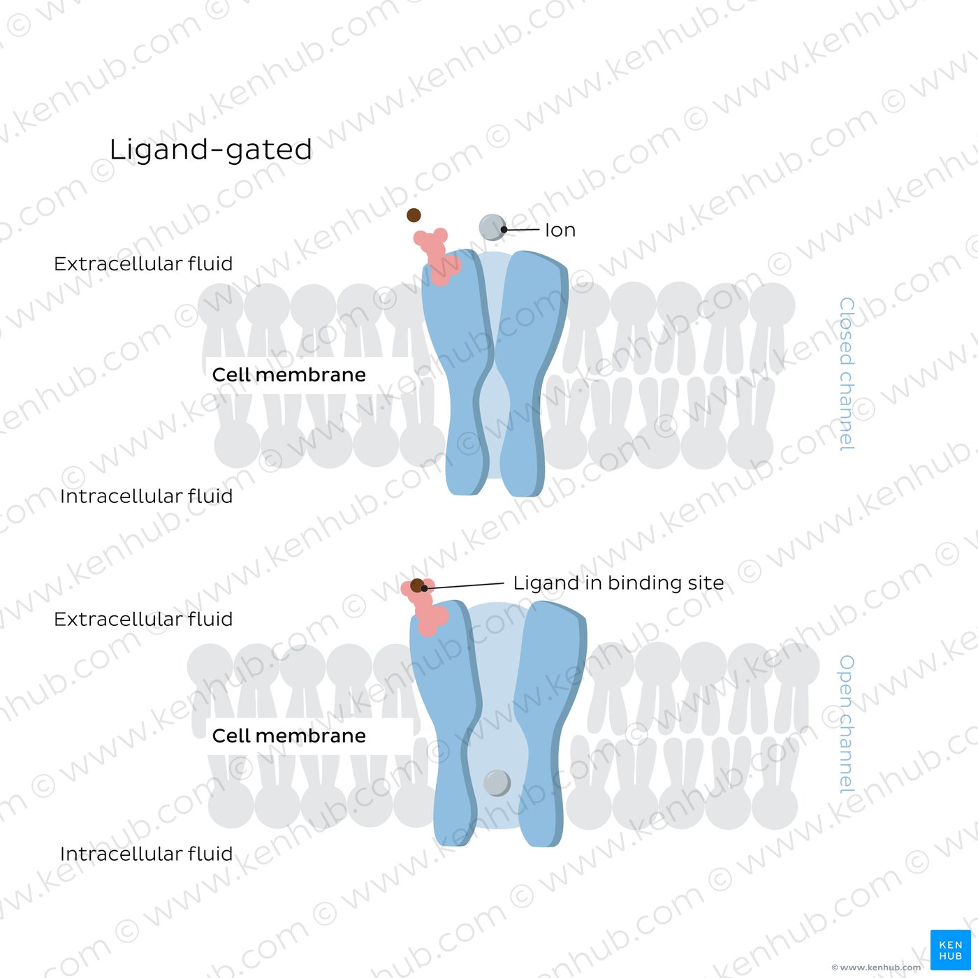 Ligand-gated ion channels