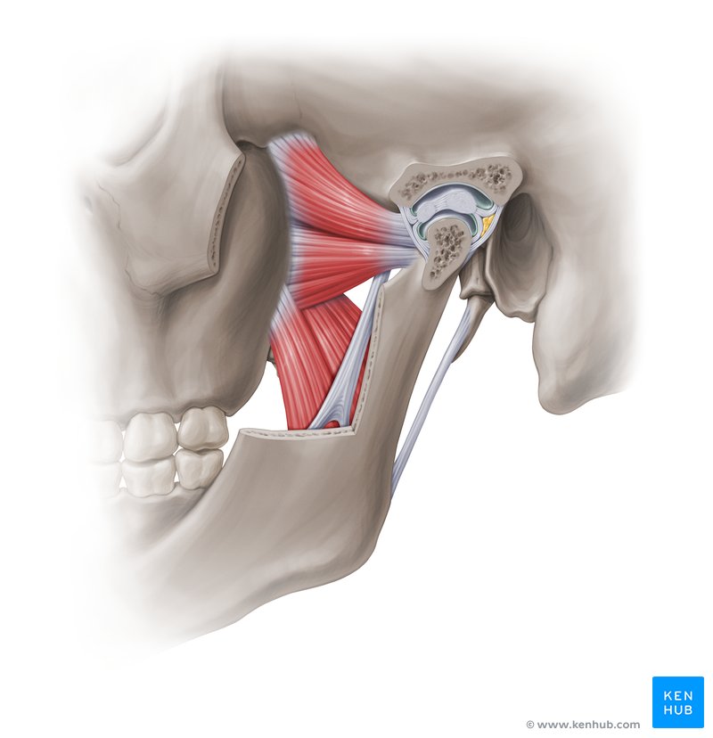 Muscles of mastication: lateral pterygoid, medial pterygoid