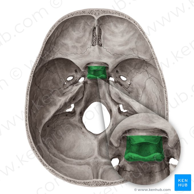 Superior view of the base of the skull: Anatomy