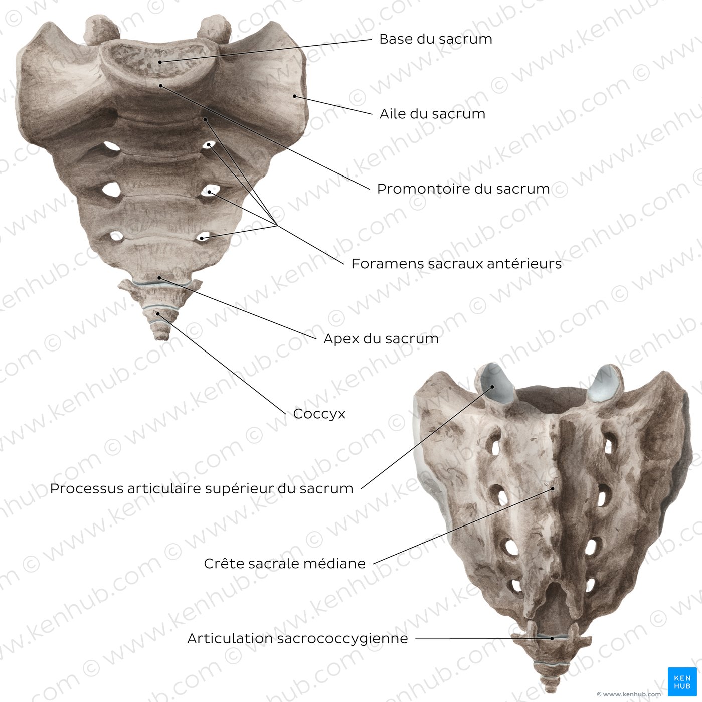 Figure 5. Sacrum and coccyx (overview)