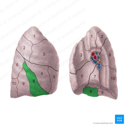 Segmento basilar anterior do pulmão direito (Segmentum basale anterius pulmonis dextri); Imagem: Paul Kim