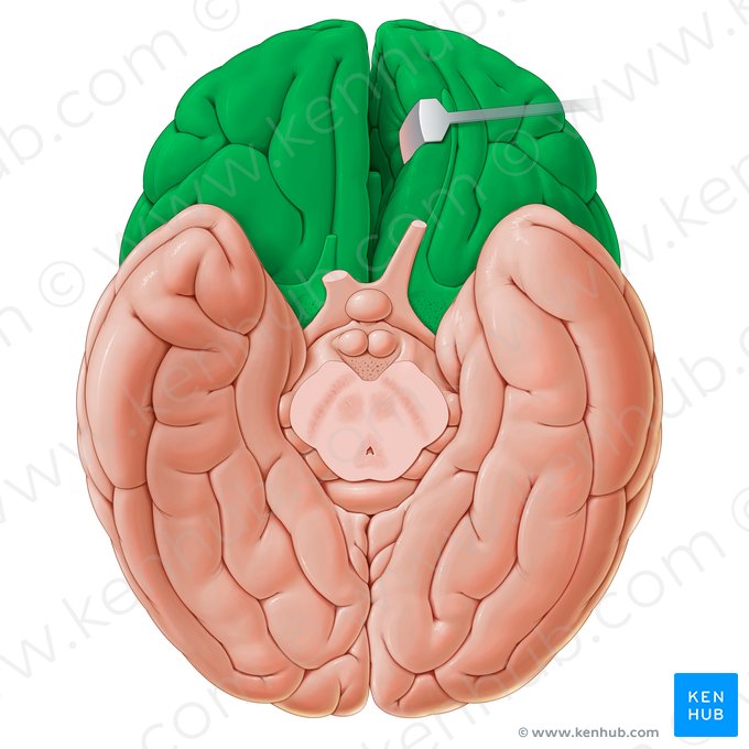 Pars anterior faciei inferior cerebri (Ventraler Anteil der inferioren Oberfläche des Großhirns); Bild: Paul Kim
