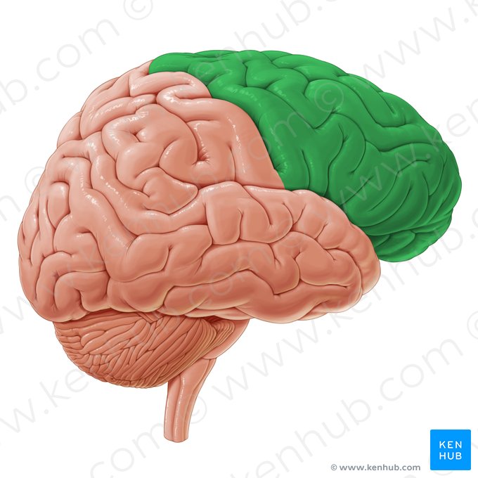 Frontal lobe (Lobus frontalis); Image: Paul Kim