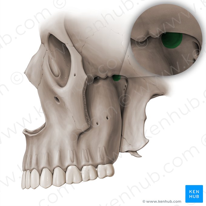 Sphenopalatine foramen (Foramen sphenopalatinum); Image: Paul Kim