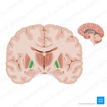 Lateral segment of globus pallidus (Globus pallidus lateralis); Image: Paul Kim