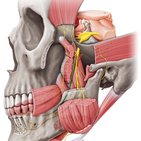 Nerve and blood supply of the tongue