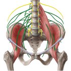 Lumbar plexus