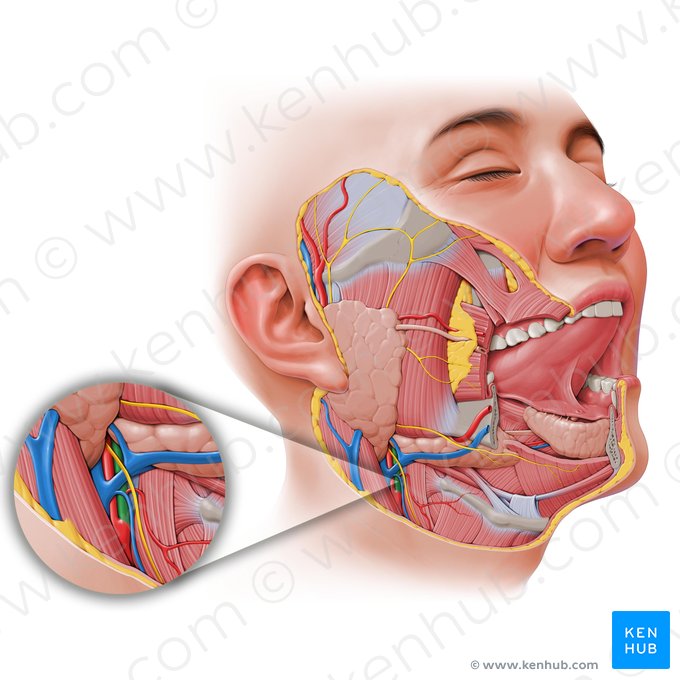 External carotid artery (Arteria carotis externa); Image: Paul Kim