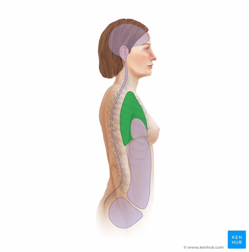 Cavidade pleural - vista lateral-direita