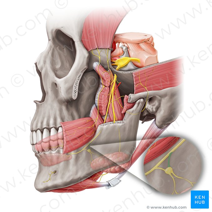 Ramo posterior do nervo lingual para o gânglio submandibular (Ramus posterior ganglionicus submandibularis nervi lingualis); Imagem: Paul Kim