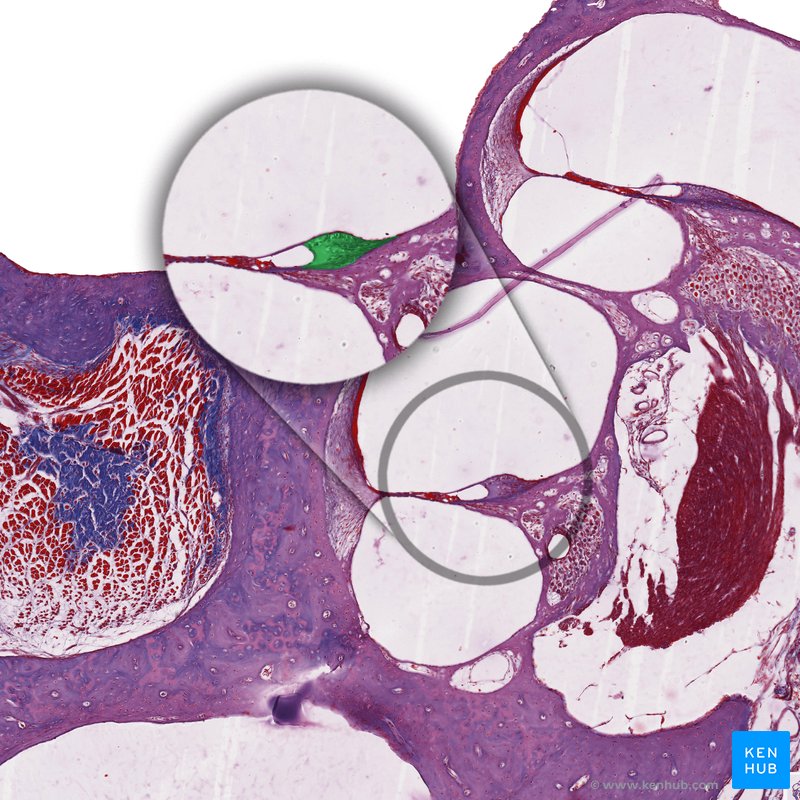 Organ of Corti - Histology