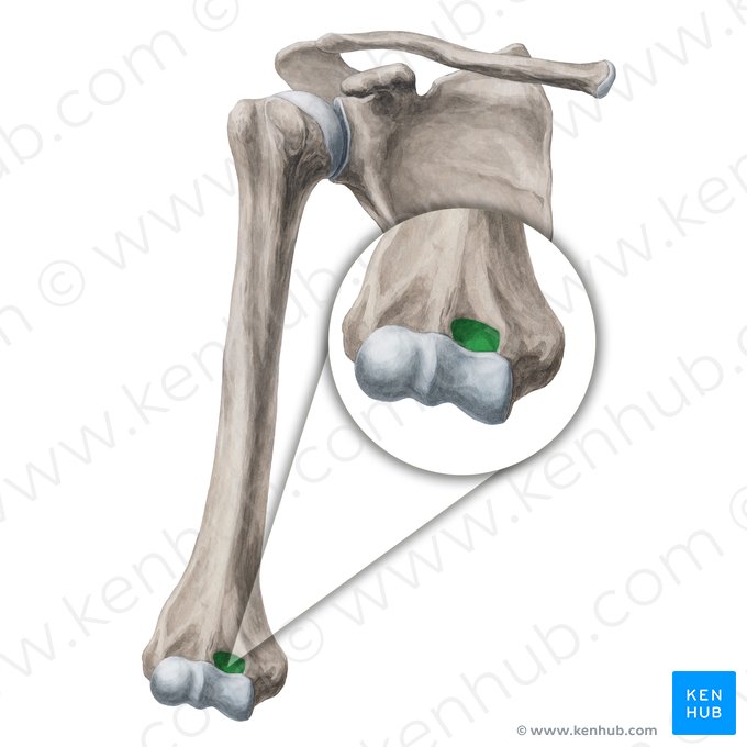 Fosa coronoidea del húmero (Fossa coronoidea humeri); Imagen: Yousun Koh