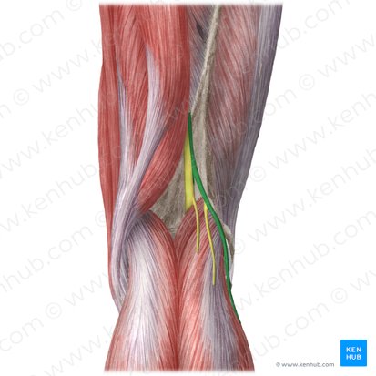 Nervio fibular común (Nervus fibularis communis); Imagen: Liene Znotina