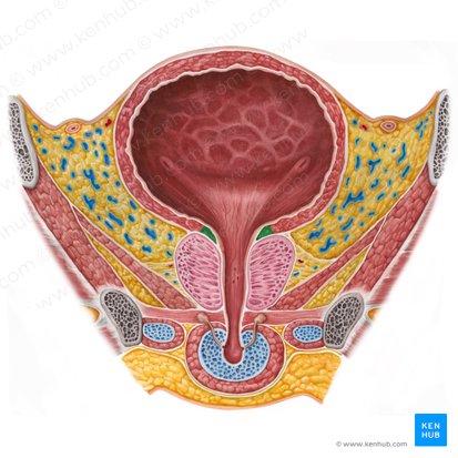 Internal urethral sphincter (Musculus sphincter internus urethrae); Image: Irina Münstermann