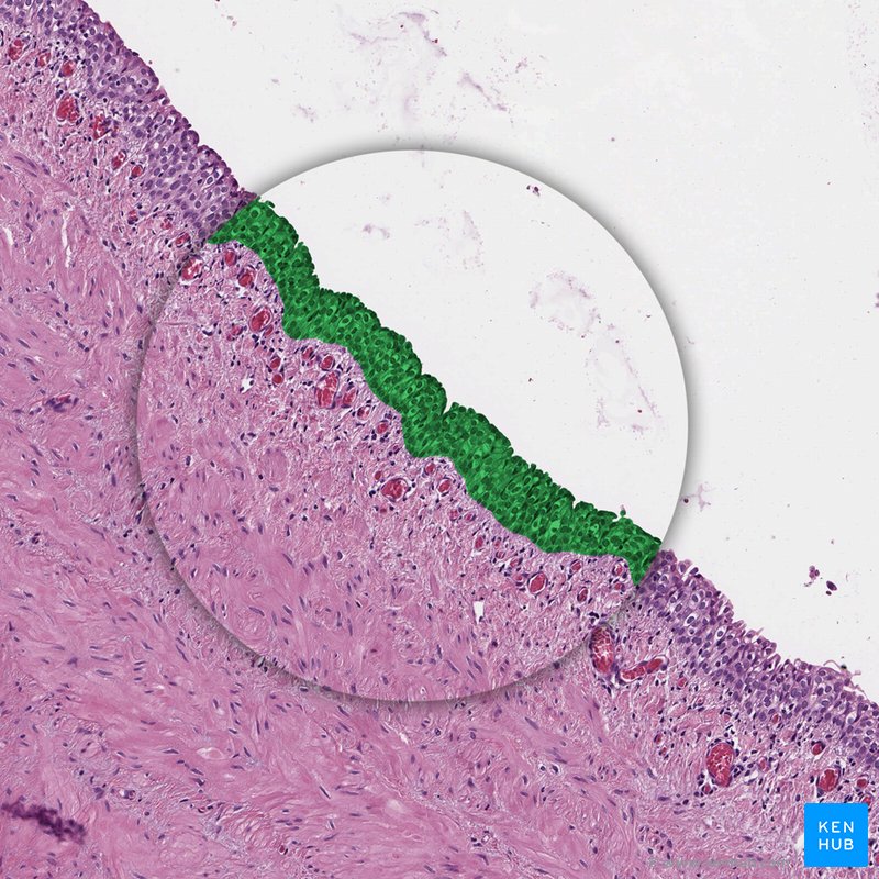 Transitional epithelium - histological slide