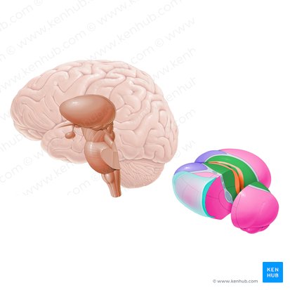 Núcleo medial dorsal (Nucleus mediodorsalis); Imagen: Paul Kim
