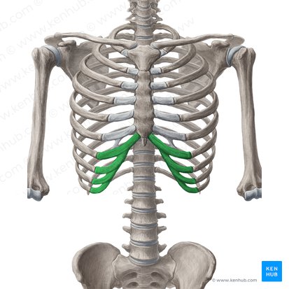 Cartilagens costais da 7.ª-10.ª costelas (Cartilagines costales costarum 7-10); Imagem: Yousun Koh