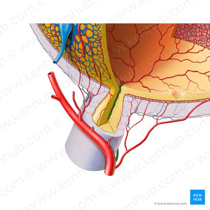 Arteria central de la retina (Arteria centralis retinae); Imagen: Paul Kim