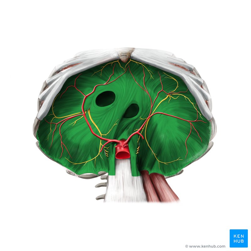 Diaphragma (Zwerchfell) Anatomie, Aufbau & Funktion Kenhub