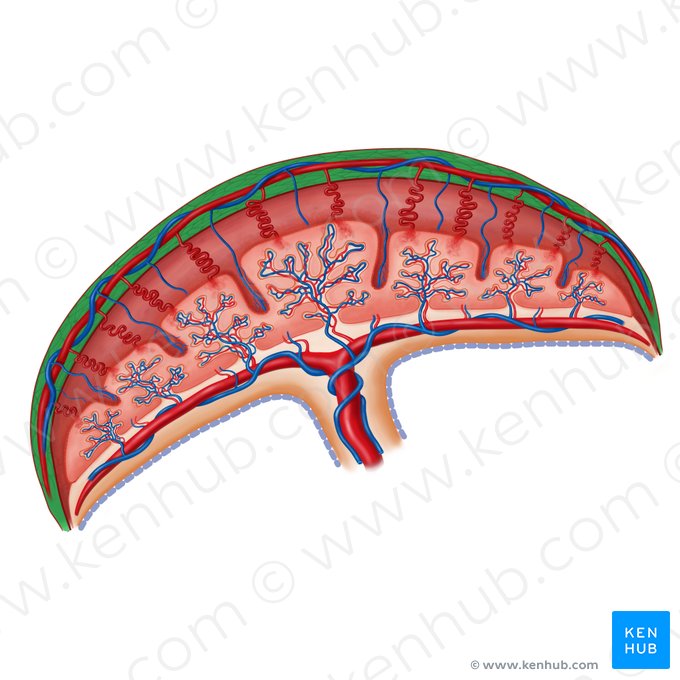 Miometrio (Myometrium); Imagen: Irina Münstermann