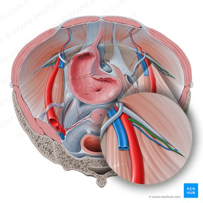 Deep circumflex iliac artery (Arteria circumflexa iliaca profunda); Image: Paul Kim