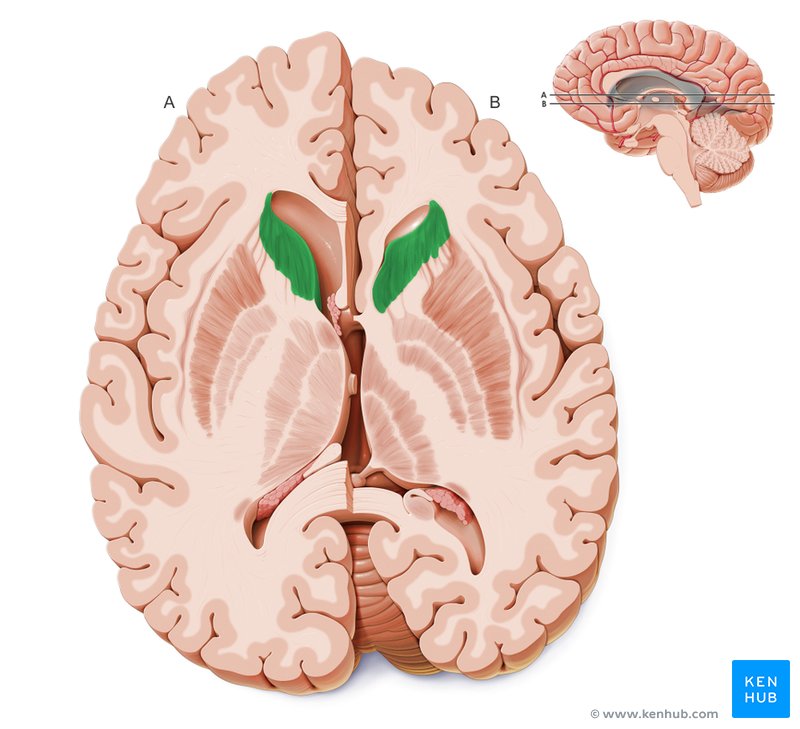 Head of the caudate nucleus - cross-sectional view