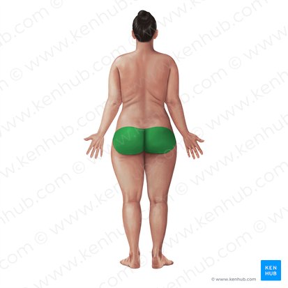 Gluteal region (Regio glutea); Image: Paul Kim