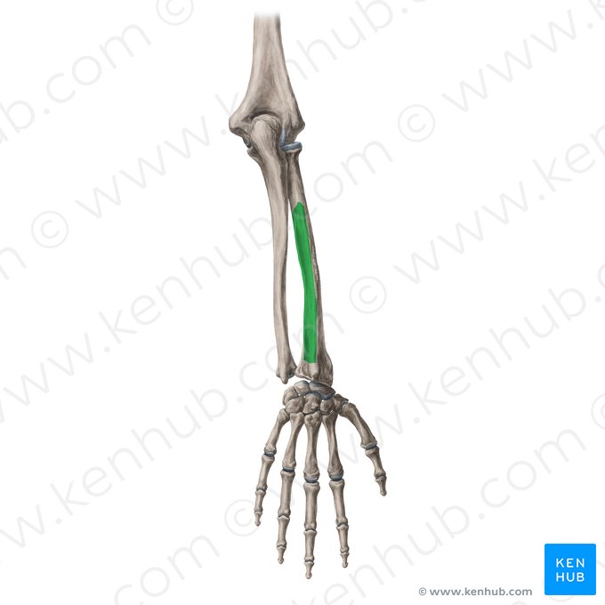 Cara posterior del radio (Facies posterior radii); Imagen: Yousun Koh