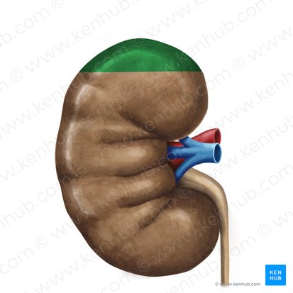 Extremidad superior del riñón (Polus superior renis); Imagen: Irina Münstermann