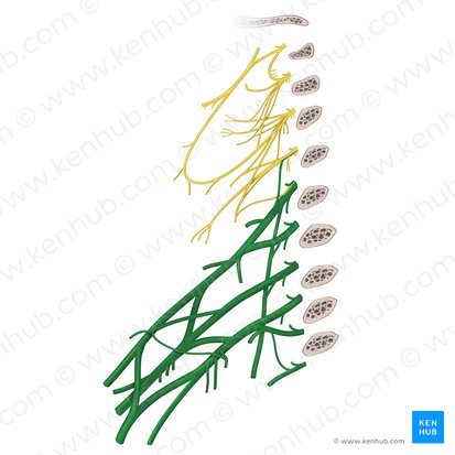 Plexo braquial (Plexus brachialis); Imagen: Begoña Rodriguez