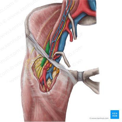 Femoral nerve (Nervus femoralis); Image: Hannah Ely