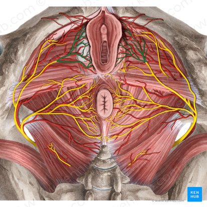 Posterior labial nerves (Nervi labiales posteriores); Image: Rebecca Betts