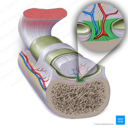 Mesotenon (Mesotendo); Imagen: Paul Kim