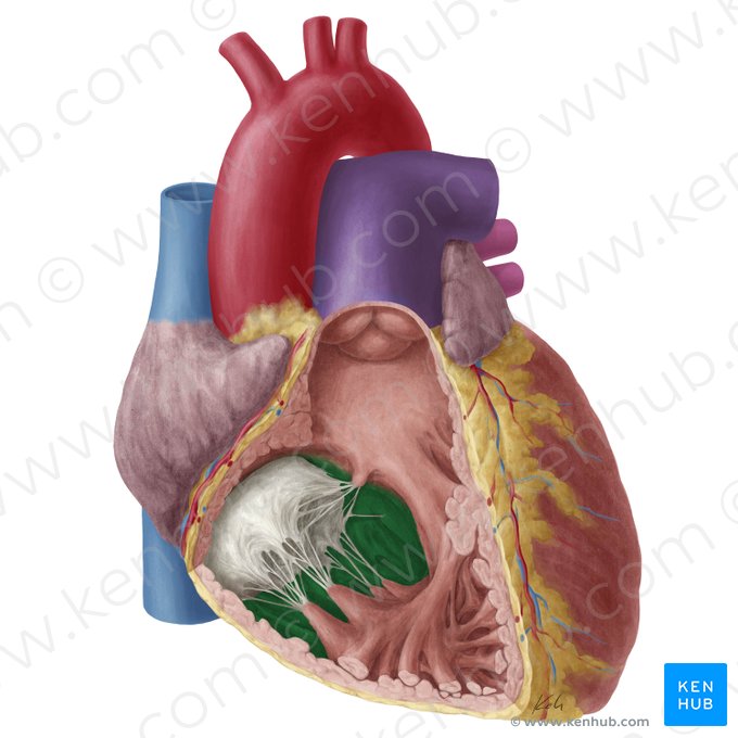 Septum interventriculaire (Septum interventriculare); Image : Yousun Koh
