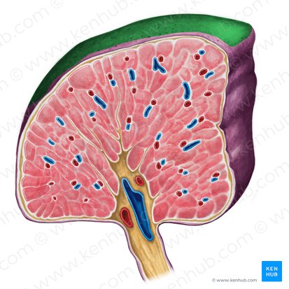 Facies diaphragmatica splenis (Zwerchfellseitige Fläche der Milz); Bild: Irina Münstermann