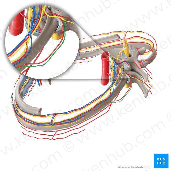 Ramo muscular lateral del ramo posterior del nervio espinal (Ramus posterior lateralis nervi spinalis); Imagen: Paul Kim