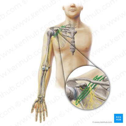 Plexo braquial (Plexus brachialis); Imagem: Paul Kim