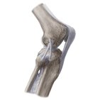 What is a ligament?