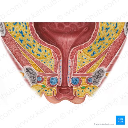 Round ligament of uterus (Ligamentum teres uteri); Image: Irina Münstermann