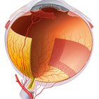 Central retinal artery